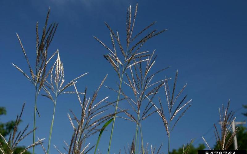 Several silver grass seed-heads sticking out upright on top of green stems and a blue sky in the background. 