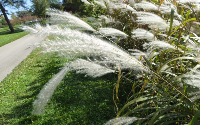 Walking path on the left side and growing next to mowed turf grass on the right side is an unmowed clump of grass with white, fluffy seedheads prominently displayed in the foreground of the photo.