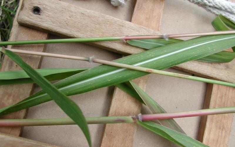 A close-up image of leaves and stems on top of a wooden plant press. The leaves are wide with a distinct white mid-vein and stems are round with nodes that have short hairs. 