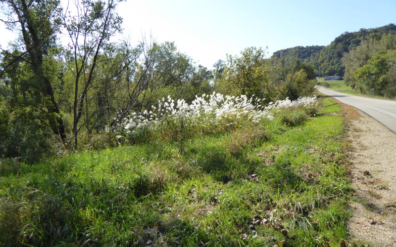 A two-lane road is on the far-right side of the photo, and in the center is a clump of grass with distinct white, fluffy seedheads. It is growing in an opening along the road. There is a forested area with trees with green leaves behind the clump of grass.