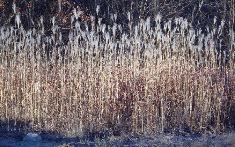 In the foreground is ground topped with frost. The middle of the image has dried, brown grass with upright white tufts of seed. The background is a wooded area with no foliage.