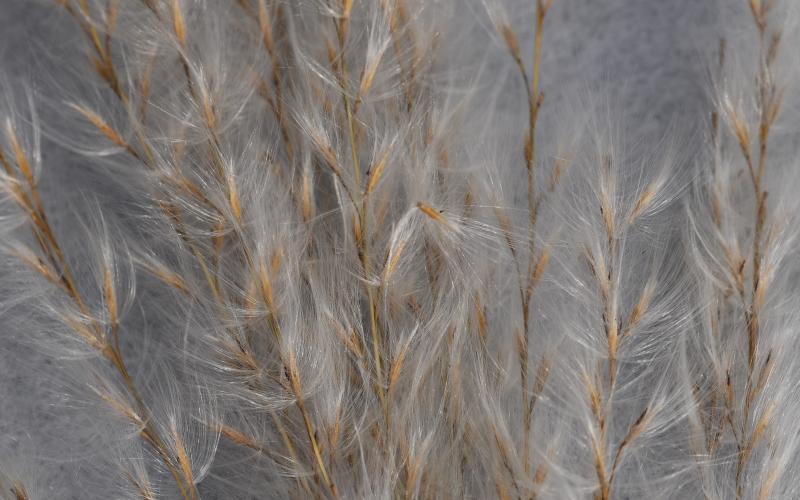 A close-up image of several strands of seed. The seeds are branching out from each individual strand. Each seed is topped with a fluffy tuft of hair.