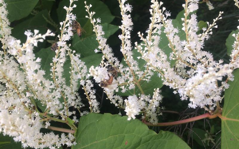 Close up of tiny white flowers. 