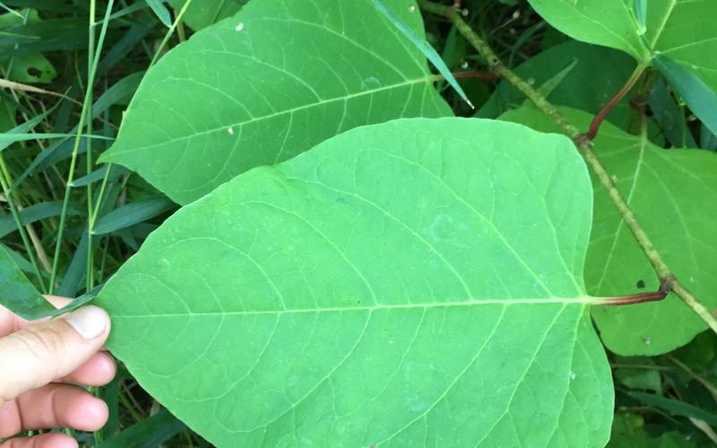 Hand holding the tip of a large heart shaped leaf with grass in the background. 