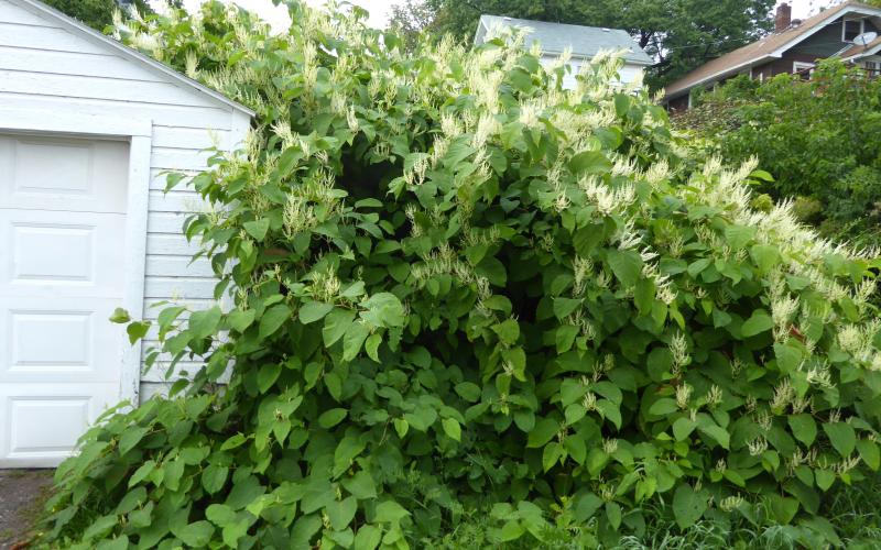 Bohemian knotweed plant next to garage.