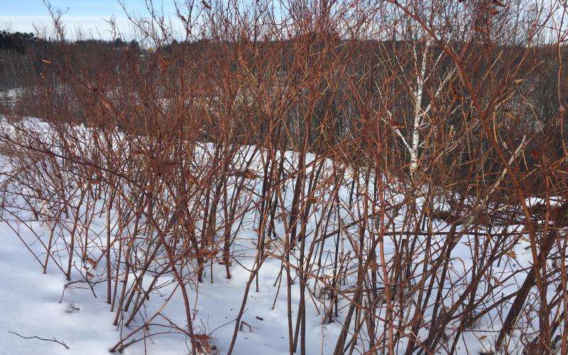 Bohemian knotweed plant in winter without leaves. 