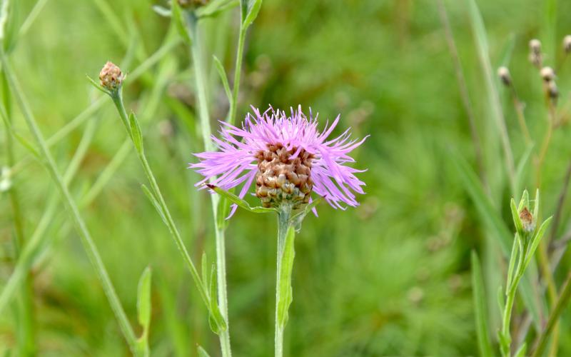 Pink flower with a green background.