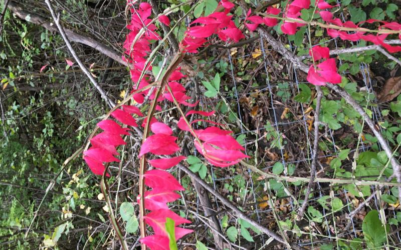 A shrub with bright red leaves along a woven wire fence with plants in the background.  