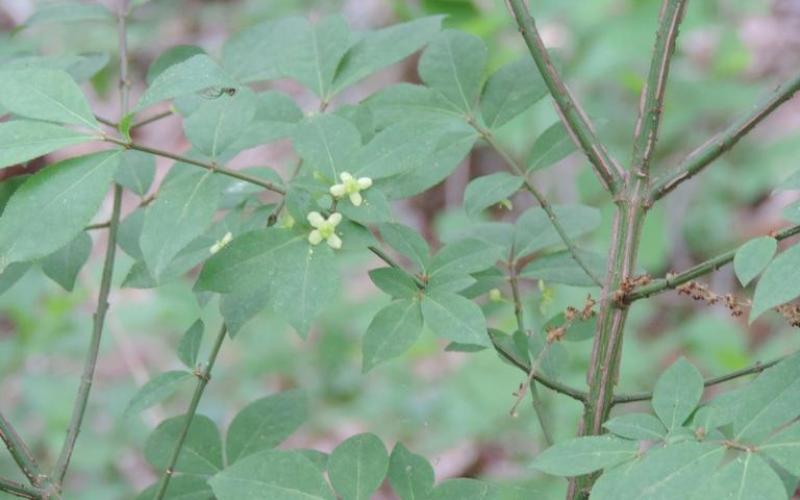 A branch with green leaves and two tiny white flowers. 