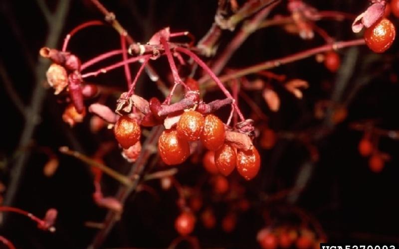 A closeup of a branch with small, oval shaped red fruit hanging from the branch. 