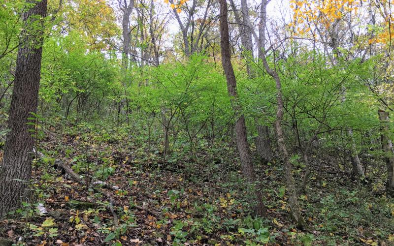 Shrubs with green leaves growing in the understory of a wooded area. 