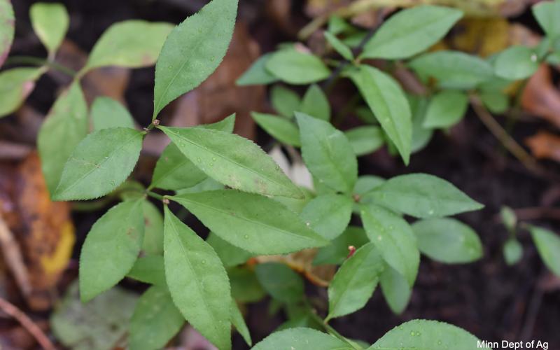 Close up of green, oval shaped leaves with serrated edges and pointed tips. 