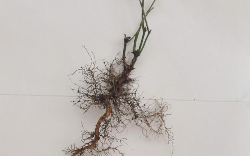 A seedling pulled from the ground with fibrous roots on a light background. 