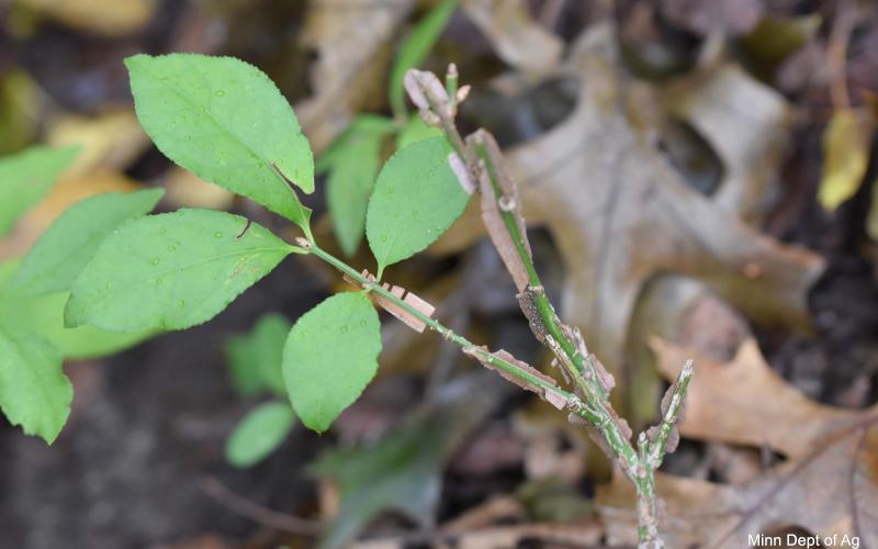 Close up of stem showing winged bark and pairs of green leaves. 