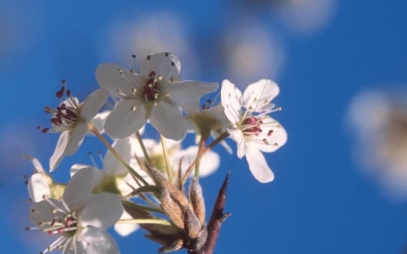 A cluster of several white flowers with five petals, on the end of a spiky twig.