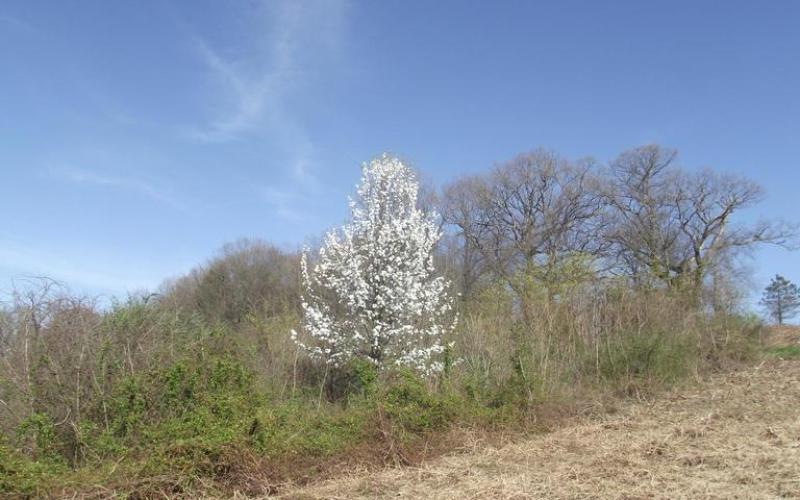 A group of trees along the edge of a field. Most trees have no leaves, there is one tree with white flowers.