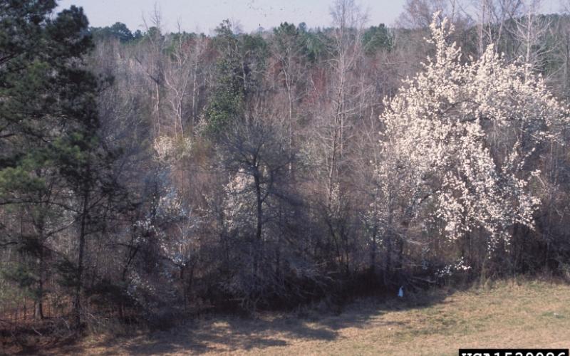 A group of trees along the edge of a field. It is early in the spring, most of the trees have no leaves; there are scattered trees with white flowers.