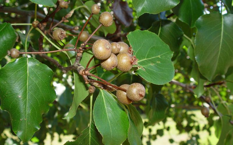 A close-up image of twigs with dark green leaves. In the middle of the image are several brown, round fruits with white specks on them.