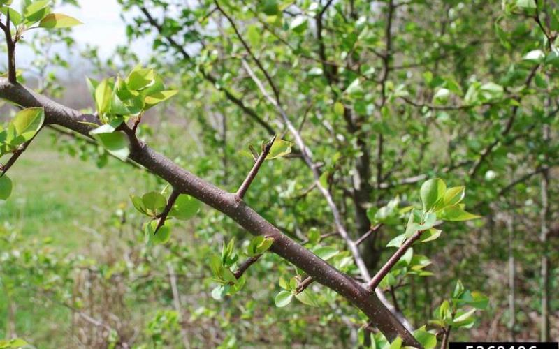 An image of a branch with short, spiky twigs. Each twig has several leaves emerging. In the background is more trees.