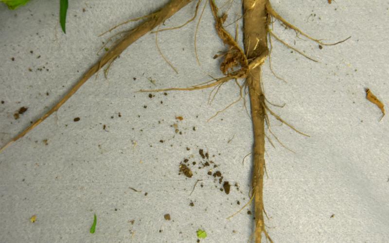 A root of a plant against a light surface.