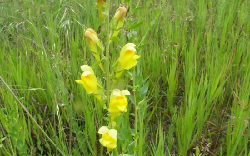 Plant with yellow flowers and grass in the background.