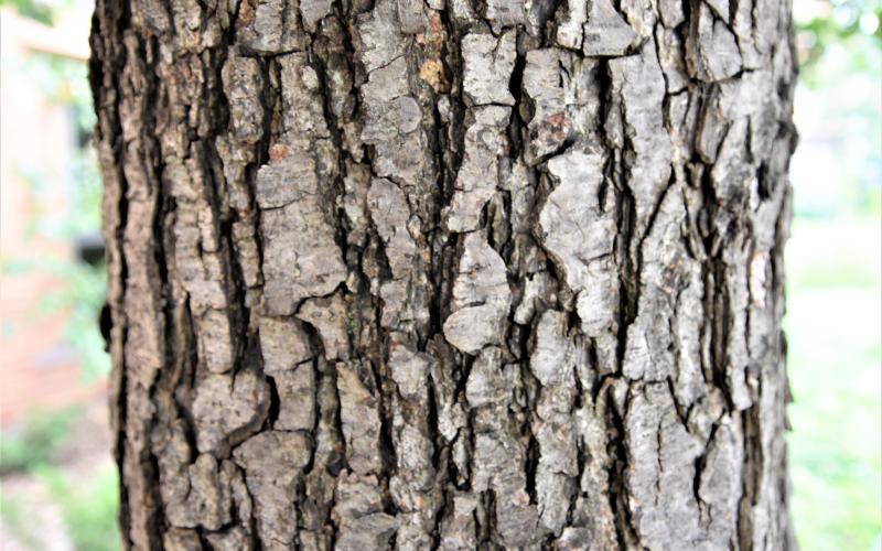 A closeup of a tree trunk with shallow cracks. 