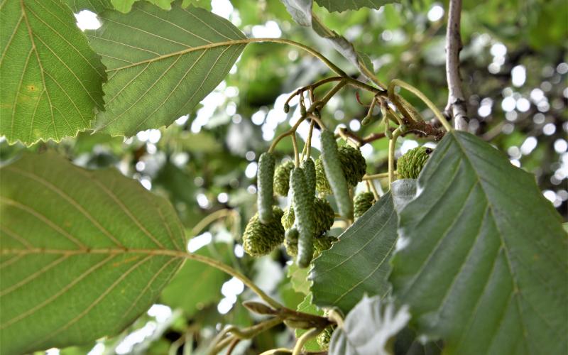A closeup of green toothed leaves and male and female flowers hanging from a branch. 