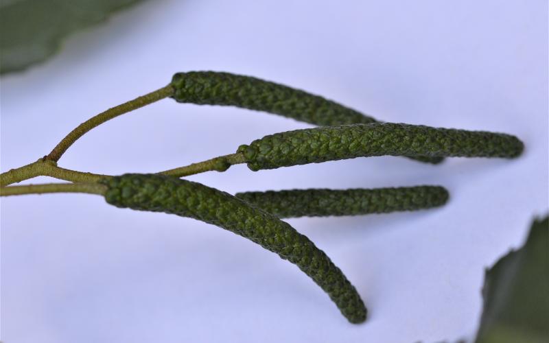 A closeup of long, narrow catkins. 