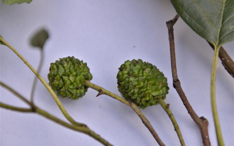 A closeup of round catkins on a light background. 