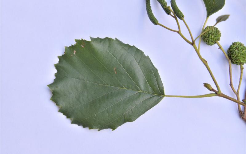 A green leaf with toothed edges on a light blue background. 