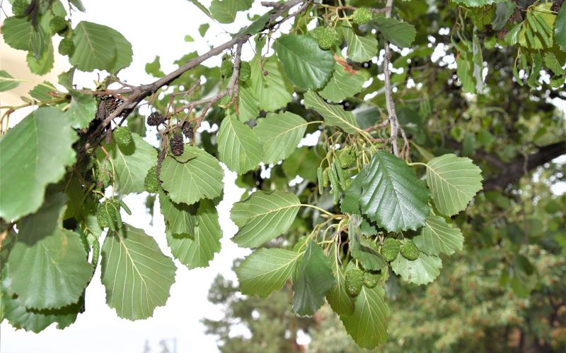 A branch with green toothed leaves and green fruit. 