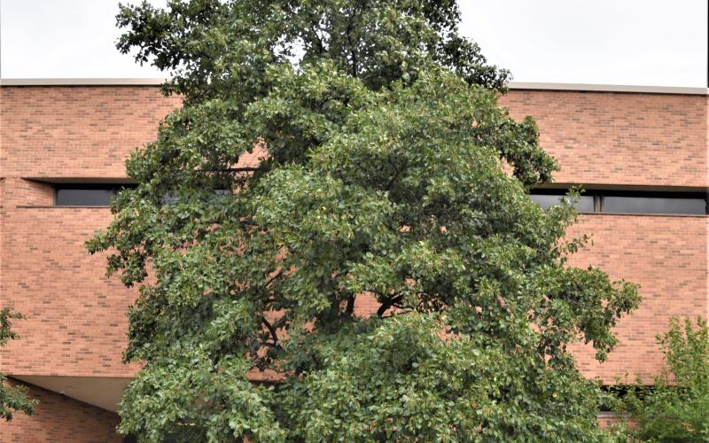 A large pyramidal tree in front of a red brick building. 
