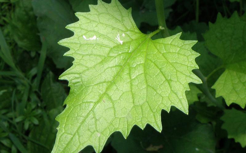 A closeup of a triangular green leaf with toothed margins. 