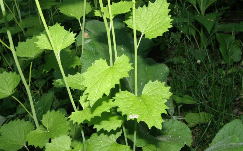 Green stems with toothed leaves and a dark background. 