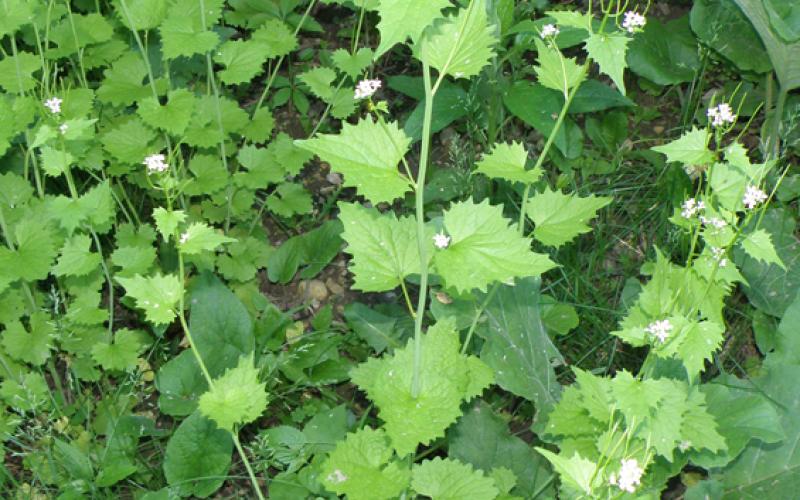 A green plant with triangular shaped leaves and tiny white flowers at the top. 