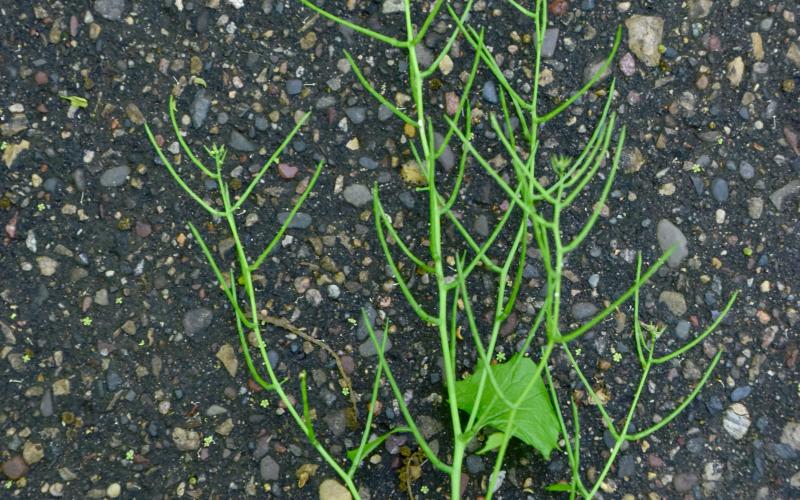 Plants with long slender pods at the top of the stems.