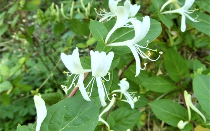 White tubular flowers with green leaves.
