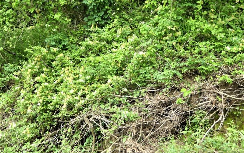 A mass of Japanese honeysuckle vines growing on a hillside.