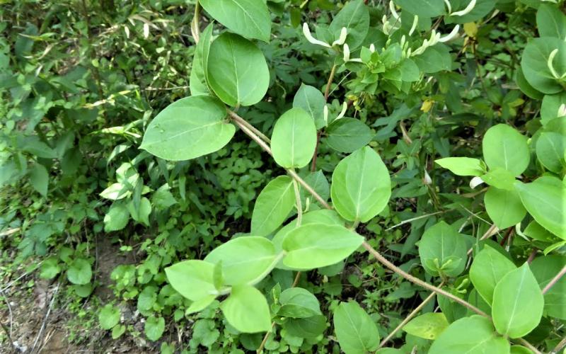 A vine with green leaves that have a pointed tip and plants in the background.