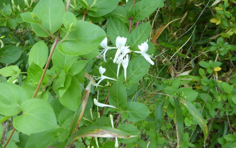 A vine with a few white flowers and green plants in the background.