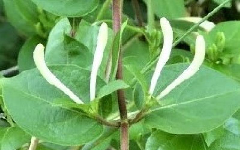 A reddish stem with green leaves and unopened white flowers.