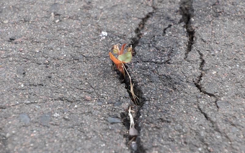 Small knotweed shoot in asphalt. The shoot is about an inch tall and is reddish on the edges of the leaf. 