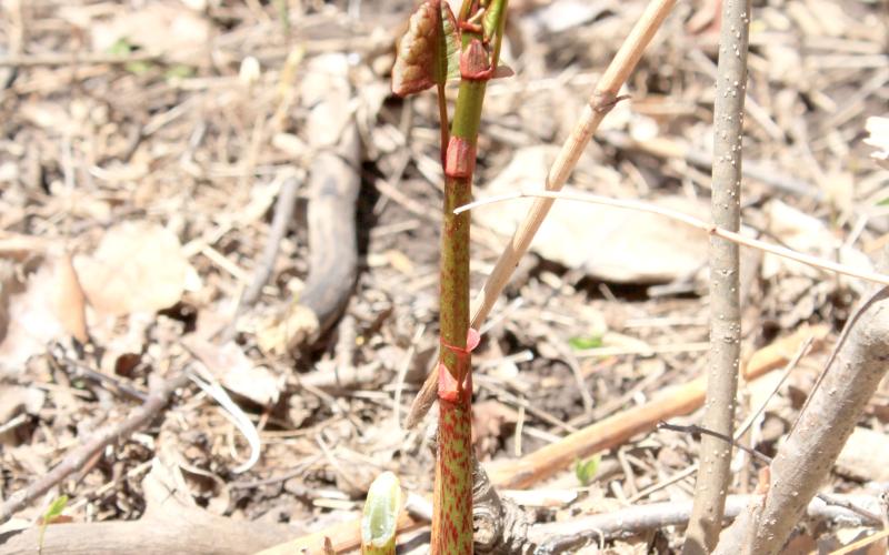Knotweed shoot growing in early spring through dried grass. 