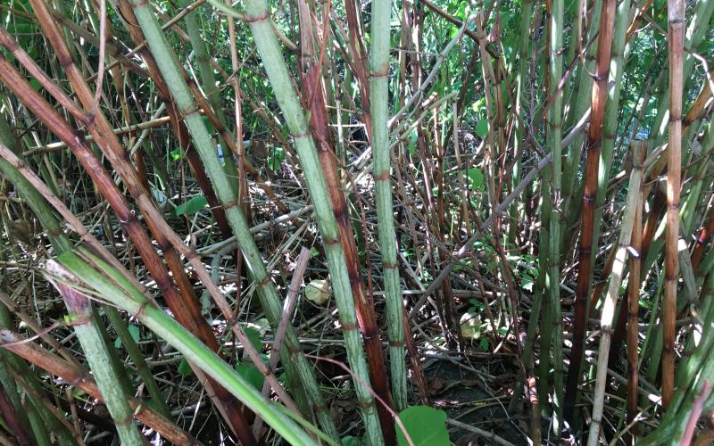 Group of knotweed shoots, some are green with reddish nodes. 