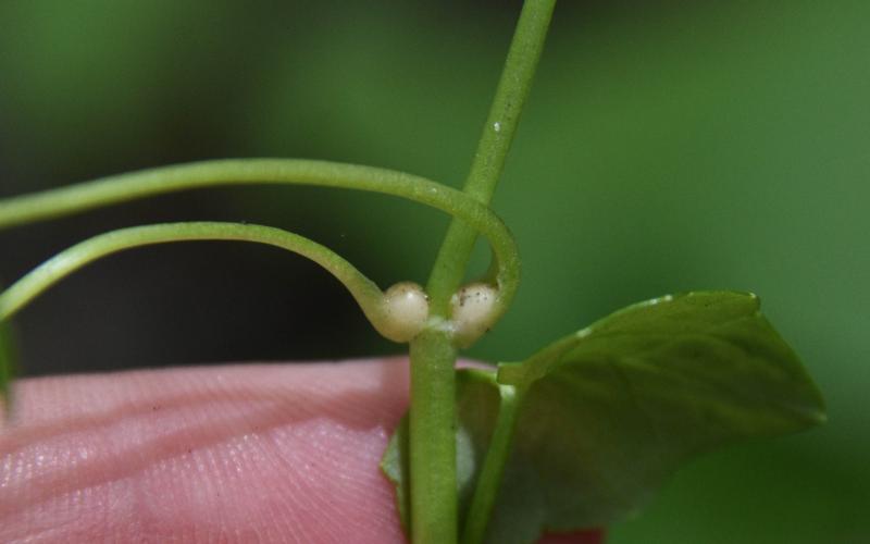 A close-up photo of a hand holding a green plant with two leaves and two small white round bulbils at the leaf axils.