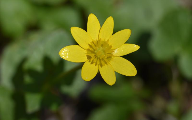 A close-up photo of a small, bright yellow glossy flower with nine petals.