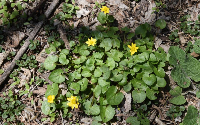 Celandine () Celandine