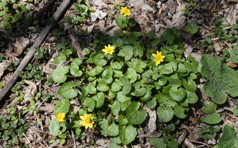 In the foreground is a green plant with small, bright yellow flowers. The background is a layer of dried leaves and sticks.