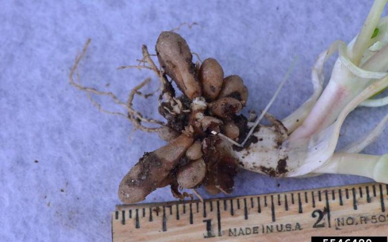 Close up image of several brown potato-like roots and whitish plant stem, with a ruler in the foreground measuring the root’s size at 1 ¼ inch.