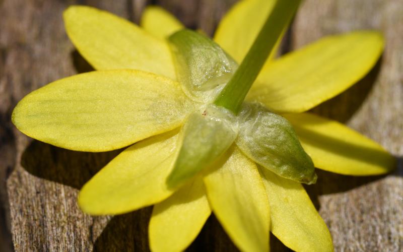 Close up underside of a yellow flower, showing three green petals or sepals underneath the yellow petals. 